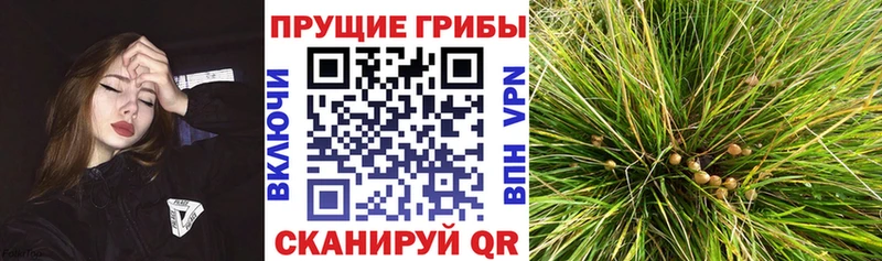 Купить где  Кировск  Псилоцибиновые грибы Psilocybine cubensis 